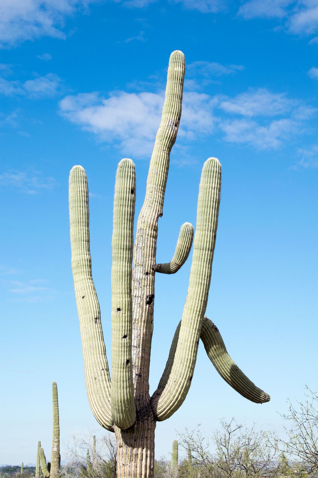 Saguaro Cactus, Camelback Mountain Wildlife, Arizona