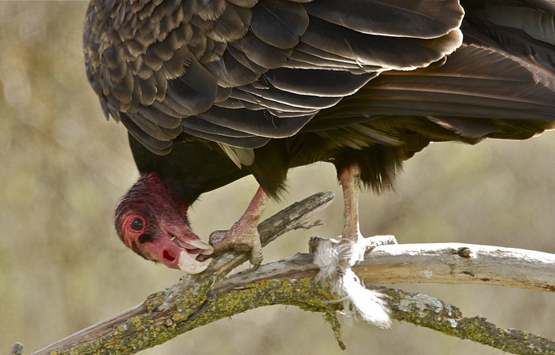 Turkey Vulture, Camelback Mountain Wildlife, Arizona