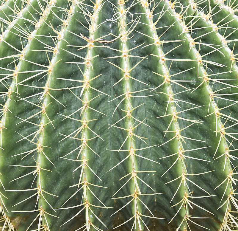 Barrel Cactus, Camelback Mountain Wildlife, Arizona