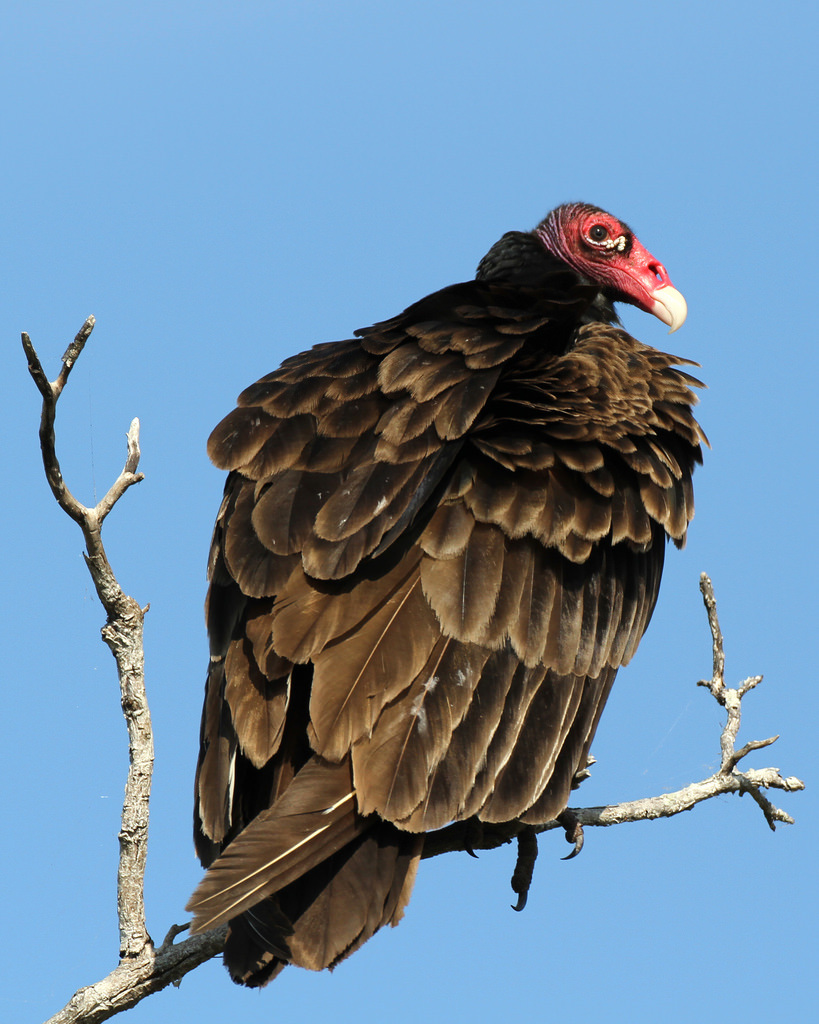 Turkey Vulture, Camelback Mountain Wildlife, Arizona