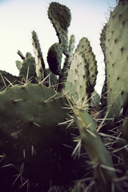Prickly Pear Cactus, Camelback Mountain Wildlife, Arizona