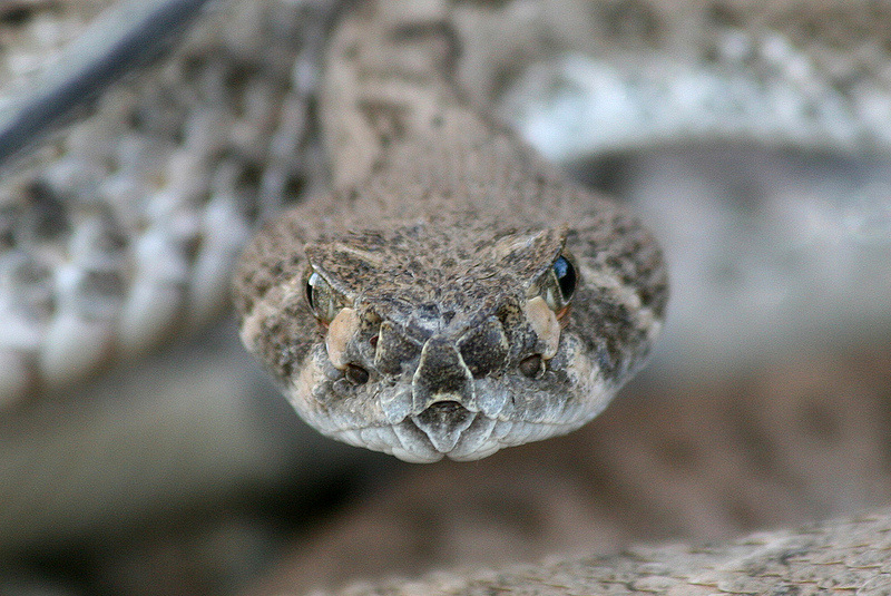 Rattlesnake, Camelback Mountain Wildlife, Arizona