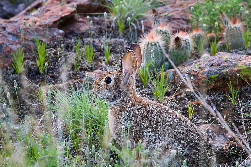 Cottontail Rabbit, Camelback Mountain Wildlife, Arizona