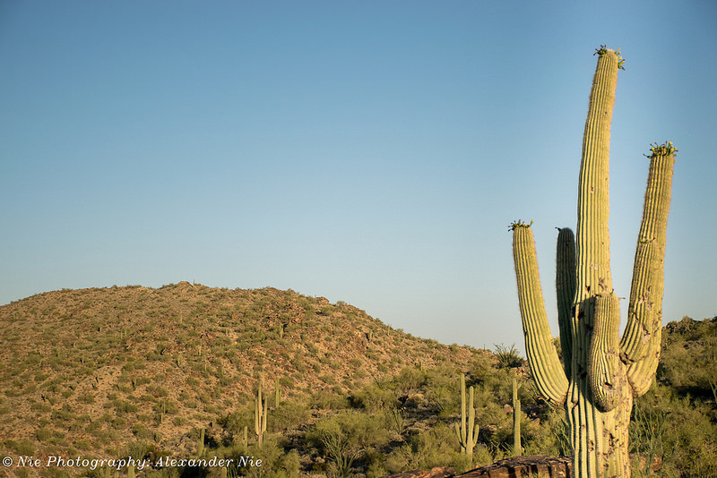 Saguaro Cactus, Camelback Mountain Wildlife, Arizona